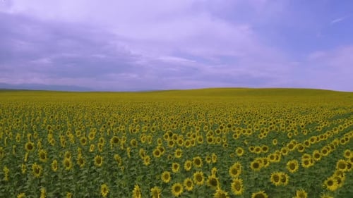 Endless Sunflower Fields
