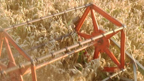 Combine Harvester Gathering Wheat in Rural Field