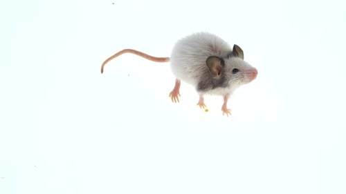 Decorative Mouse Sniffing Isolated on a White Background in Studio