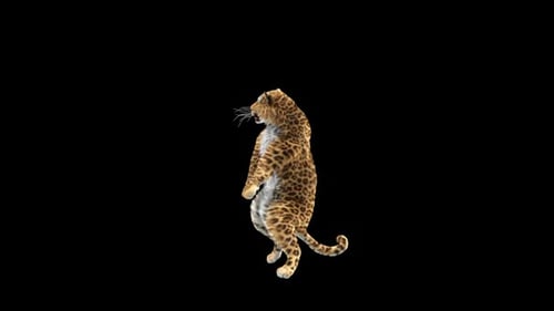 Leopard Dancing HD