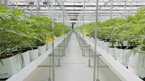 Rows of Plants Growing Indoors