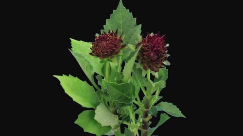 Red Flower Opening on Black Background