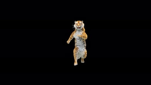 Tiger Tanzen 4K