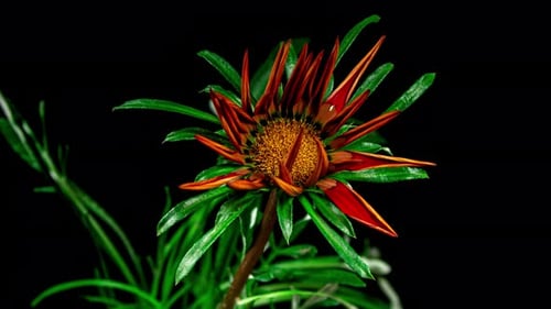 Flor roja de Gazania floreciendo en Time Lapse sobre un fondo negro. Brillante margarita africana: cerrar