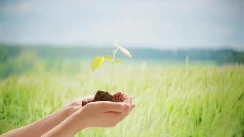 Green Plant Sprout in Hands Closeup Seedling with Soil on Field Background