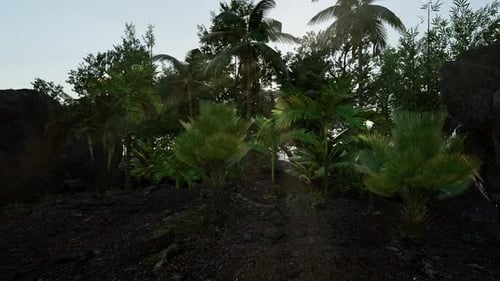Sunlight in Lush Tropical Jungle Forest with Palm Trees
