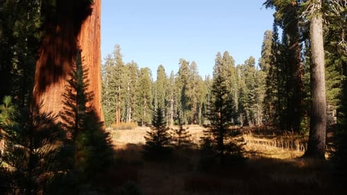 Sequoia Forest Redwood Trees in National Park Northern California USA
