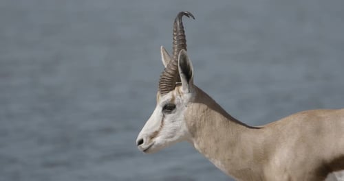 Springbok mâle avec d'énormes cornes