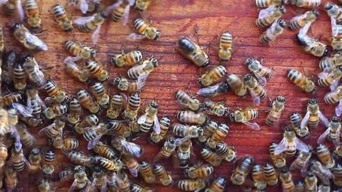 Honigbienen, die auf einem alten Brett krabbeln, Nahaufnahme
