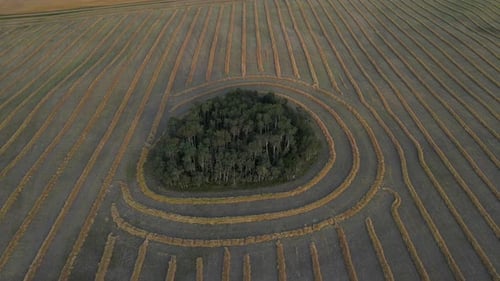 Aerial drone view flying towards an island of trees within a wheat field in Alberta, Canada.
