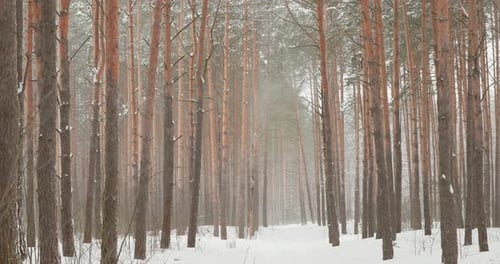 Beautiful Snowy White Forest In Winter Frosty Day