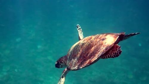 Hawksbill Sea Turtle at the Thailand Seen While Diving and Snorkeling Underwater