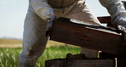 Beekeeper Inspecting Honeycomb Frame in Apiary