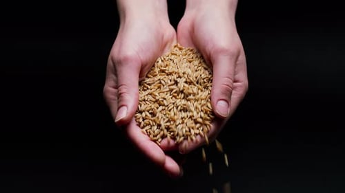 Falling Barley From Hands on Black Background