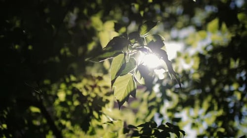 Sunlight Through Tree Leaves