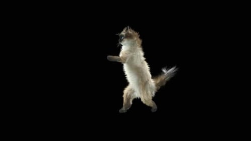 Katze tanzt HD
