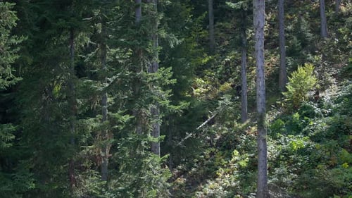 Forest of old pine trees