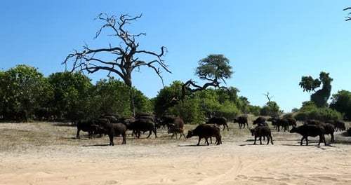 Cape Buffalo at Chobe, Botswana safari wildlife