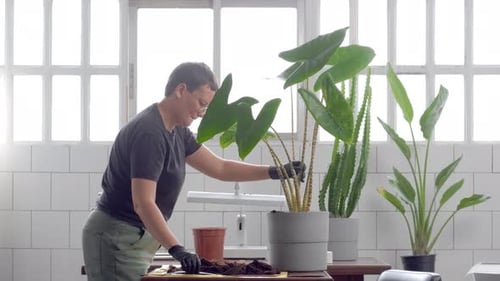 Young Woman Plant Alocasia Zebrina in a Pot in Sunny Loft Studio. Plant Store Owner at Work