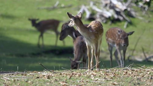 Deer Herd Grazing in a Grassy Field