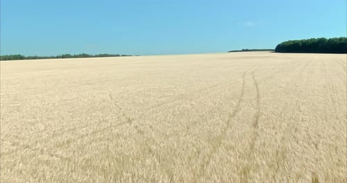 Quadcopter is Flying Over the Golden Field