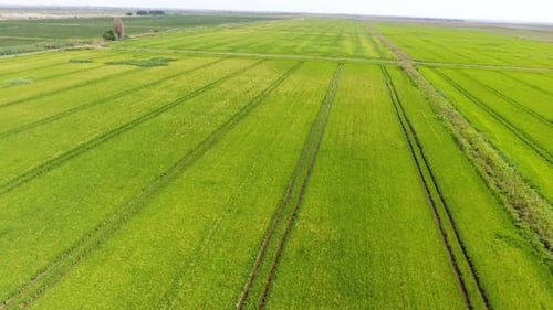 Aerial Shot of a Horizonless Green Agriculture Area on a Sunny Day in Summer