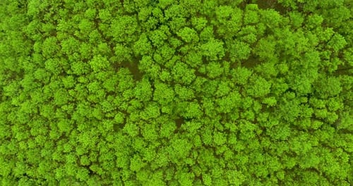 Top View of Pine Trees Forest