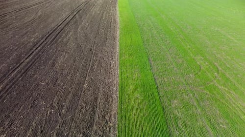Volez au-dessus des champs verts et des terres cultivées au printemps