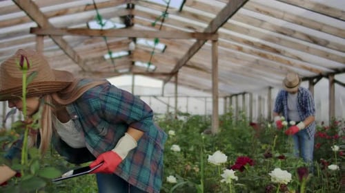 Modern Rose Farmers Walk Through the Greenhouse with a Plantation of Flowers, Touch the Buds and