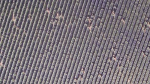 Top-down aerial view of a lavender field