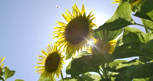 Sunflowers 09