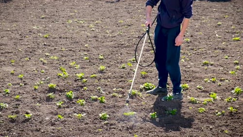 Treat the Garden with Poison Herbicide From Weeds and Pests