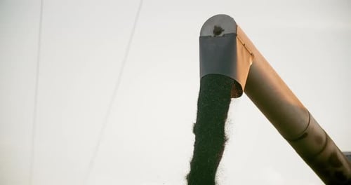 Harvested Black Seeds Pouring from Auger