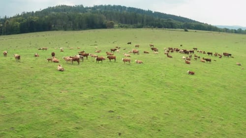 Aerial View of Grazing Cows on the Green Pasture Field with Green Grass and Mountains on the
