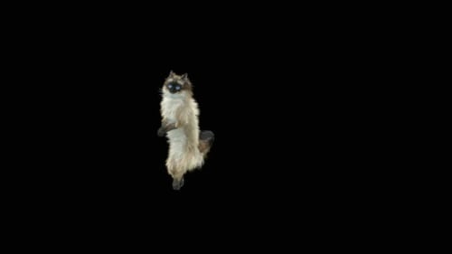 Katze tanzt HD