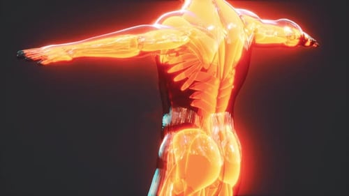 Animated Glowing 3D Human Muscular System Anatomy Scan