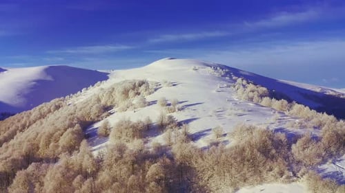 High Snowy Mountain Covered with Evergreen Fir Trees on a Sunny Cold Day