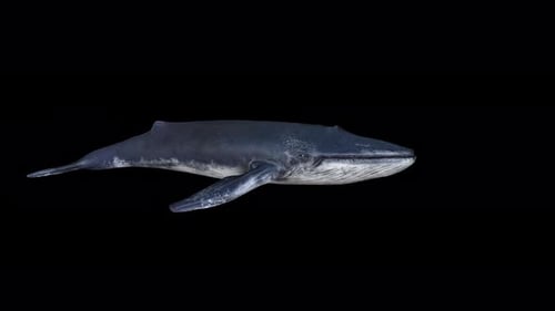 Blue Whale Swimming Across Frame on Black Background