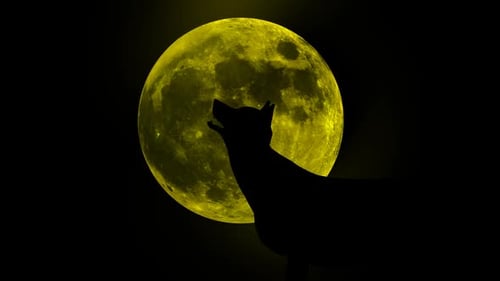 Loup hurlant dans la lune