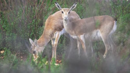 Gazelles Grazing Peacefully in a Green Field