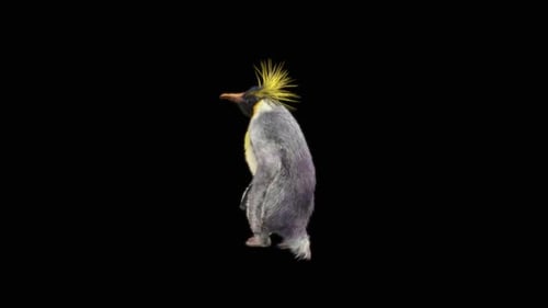 Fluffy Penguin Character Walk Cycle Transparent Background