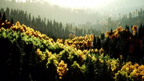 Coucher de soleil lumineux dans les montagnes avec la forêt