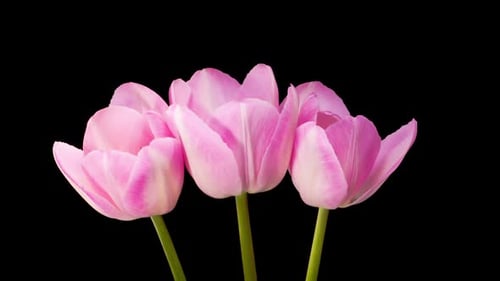 Pink Tulips Blooming Time-Lapse on Black Background