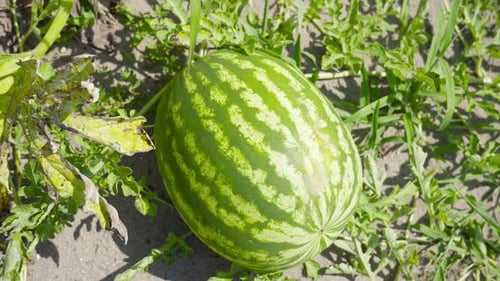 Grüne Wassermelone wächst auf dem Boden