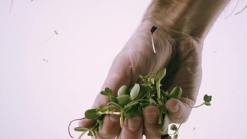 Hand Holding Fresh Green Sprouts