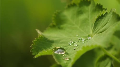 Drops of Water Falling on Plant Leaf Closeup of Raindrop on Green Leaves