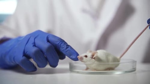 White Mouse in Petri Dish Being Touched
