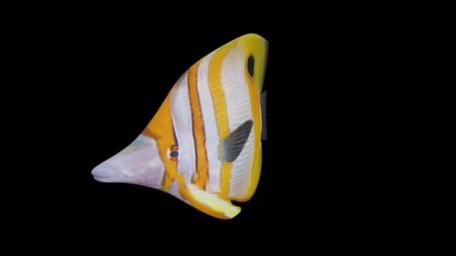 Needlenose Fish View From Front Side