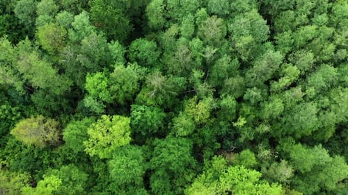 Trees of coniferous forests. Aerial beautiful view over the tops of wild forest