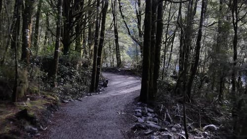 POV walking down gravel path through wet green rainforest toward river